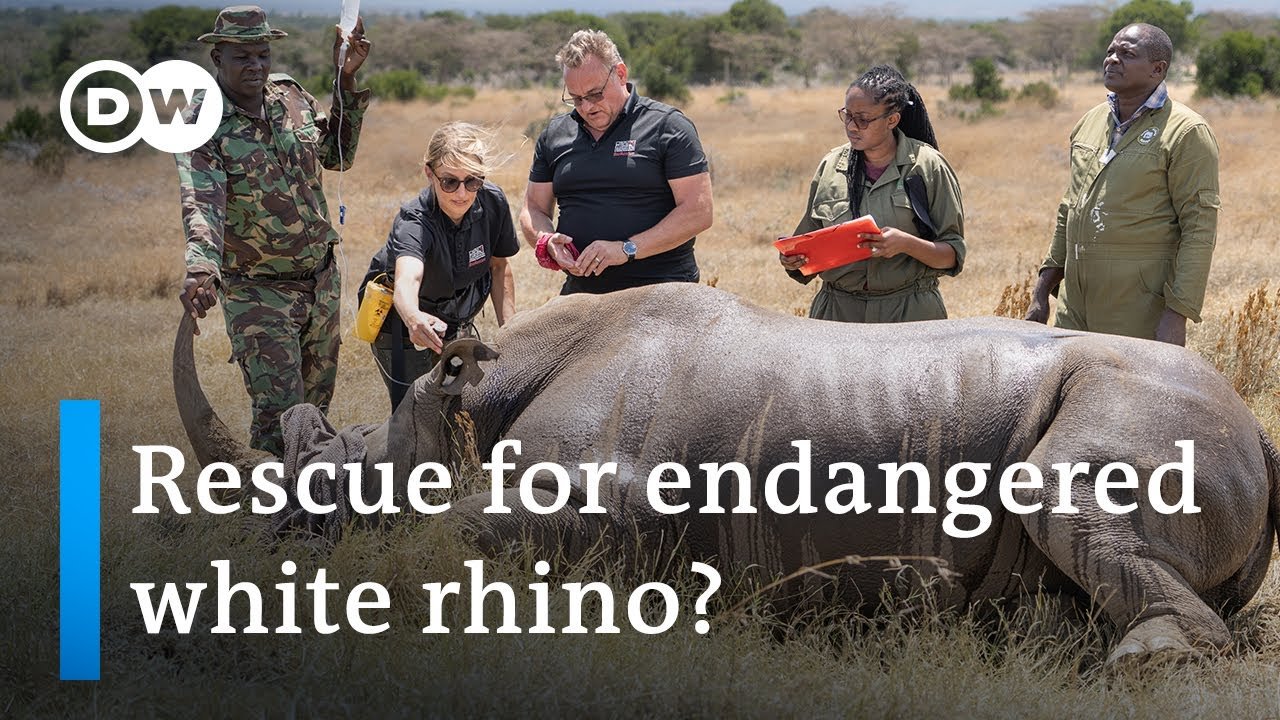 Scientific Breakthrough: Endangered White Rhino Artificially Impregnated in Effort to Save Species