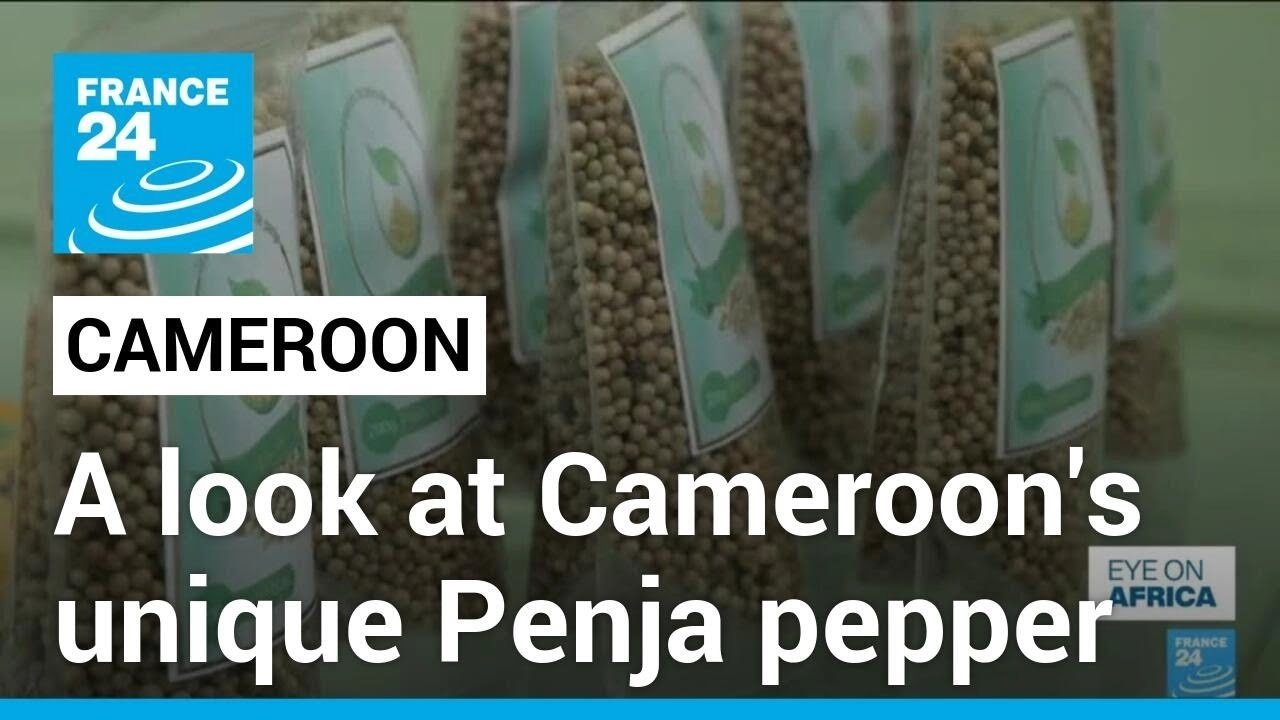 Exploring the Unique World of Cameroon’s Penja White Pepper Cultivation