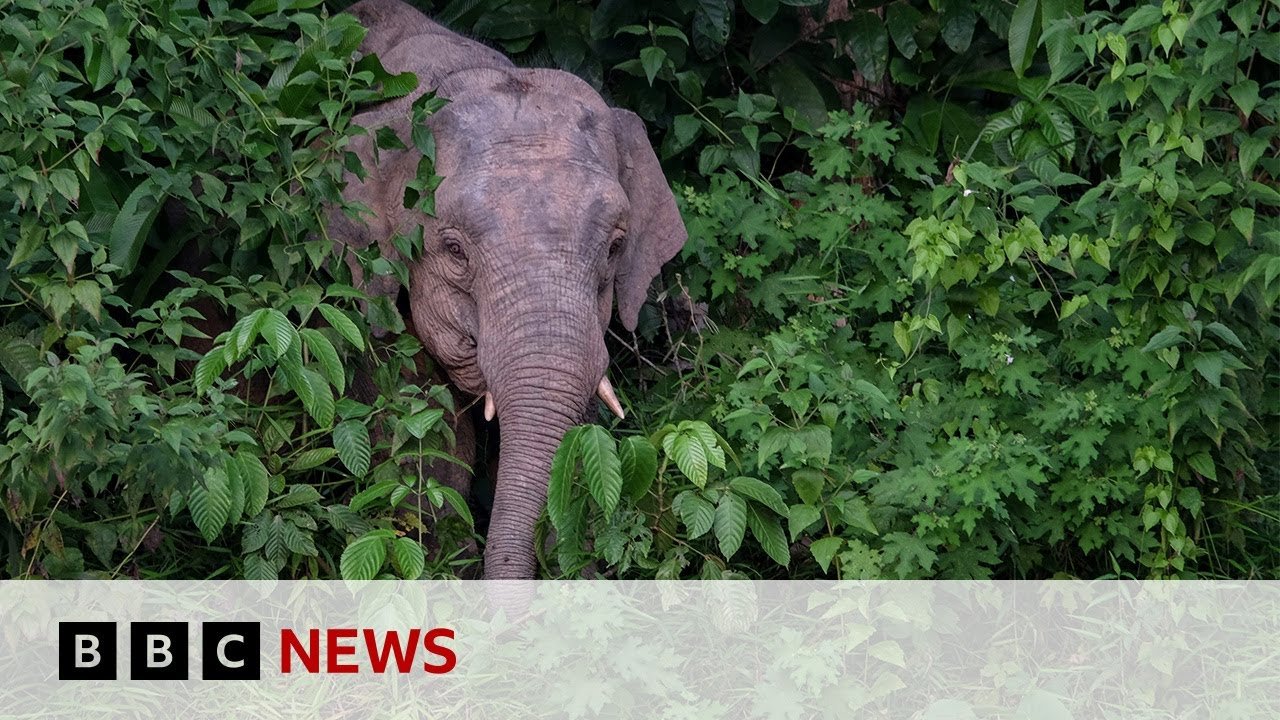 Borneo’s Smallest Elephant Now Endangered, Conservation Efforts Urged to Prevent Extinction