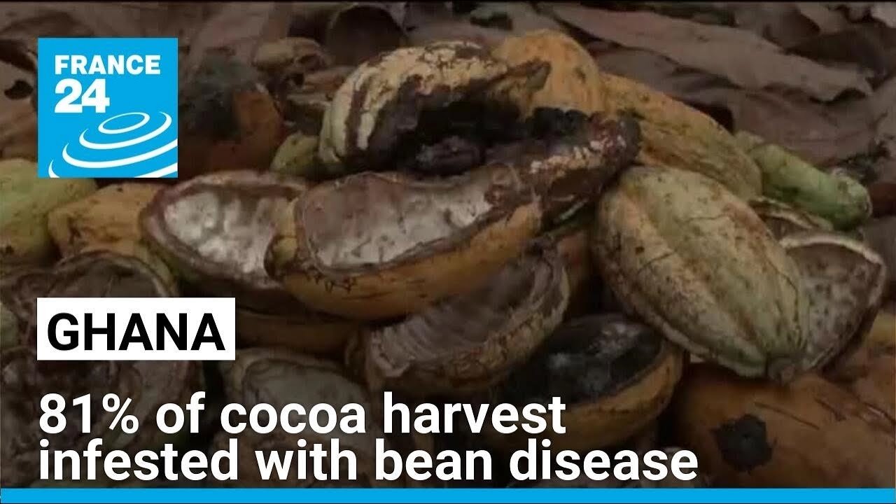 Ghana’s Cocoa Production Plummets Amid Disease, Weather Challenges, and Pricing Issues