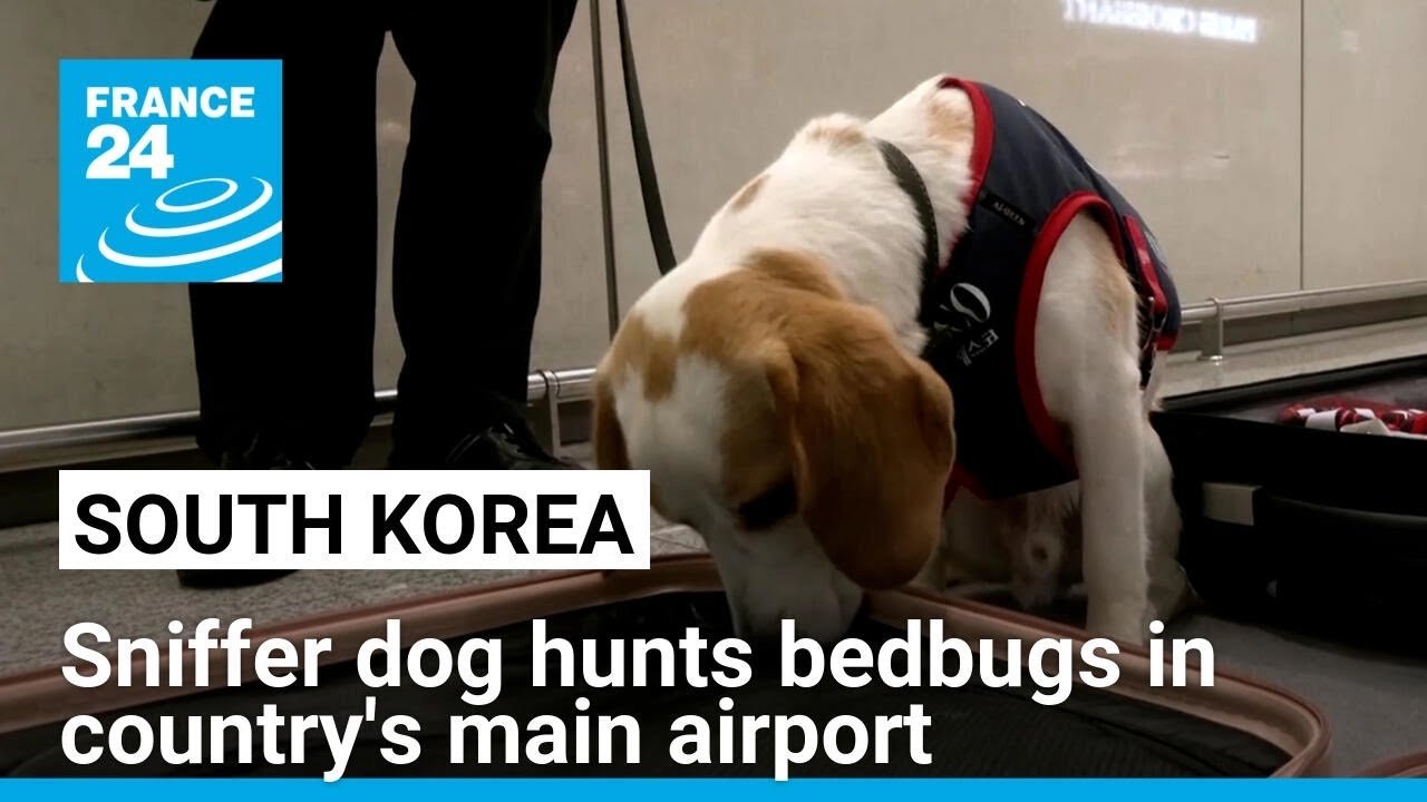 South Korea Deploys Sniffer Dogs to Prevent Bedbug Invasions Post-Paris Olympics