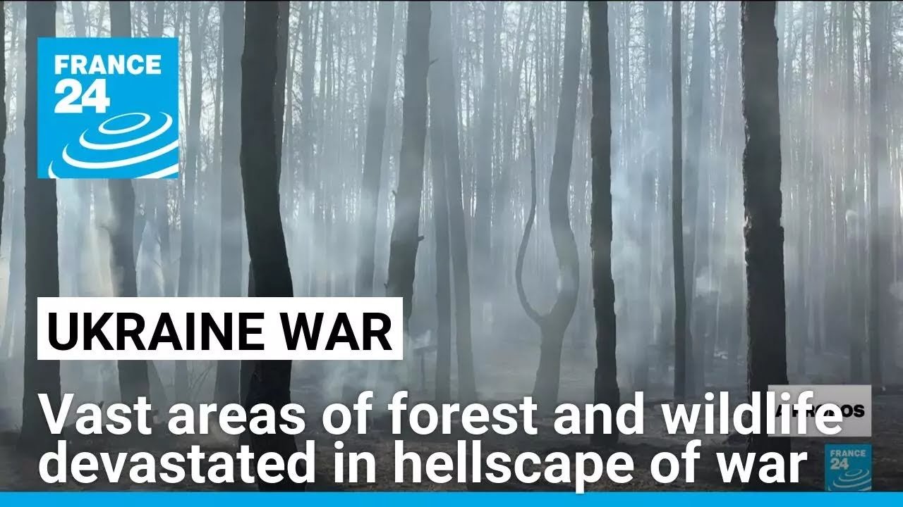 Ukraine’s Forests Suffer Severe Devastation Amid War, Reports FRANCE 24 English