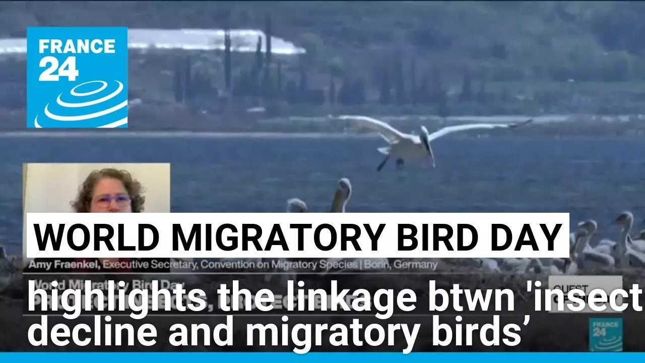 World Migratory Bird Day Highlights Concerns Over Declining Insect Populations