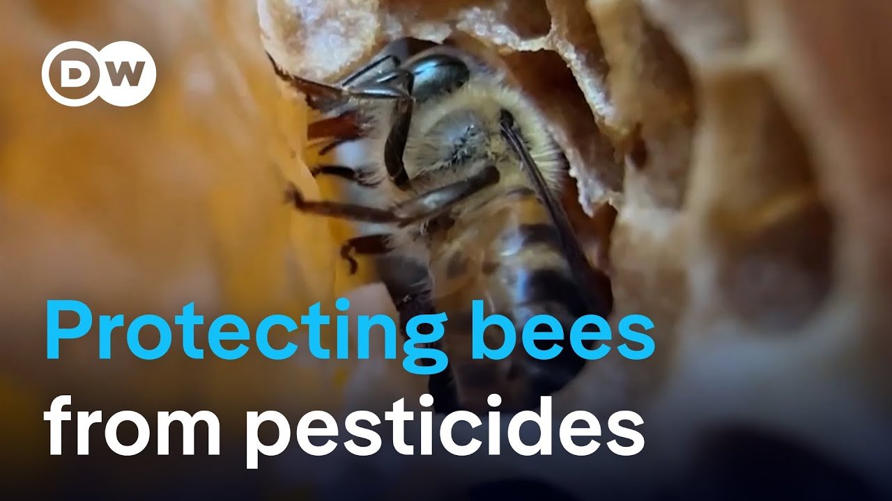 Scientists Develop Supplement to Shield Bees from Pesticide Harm