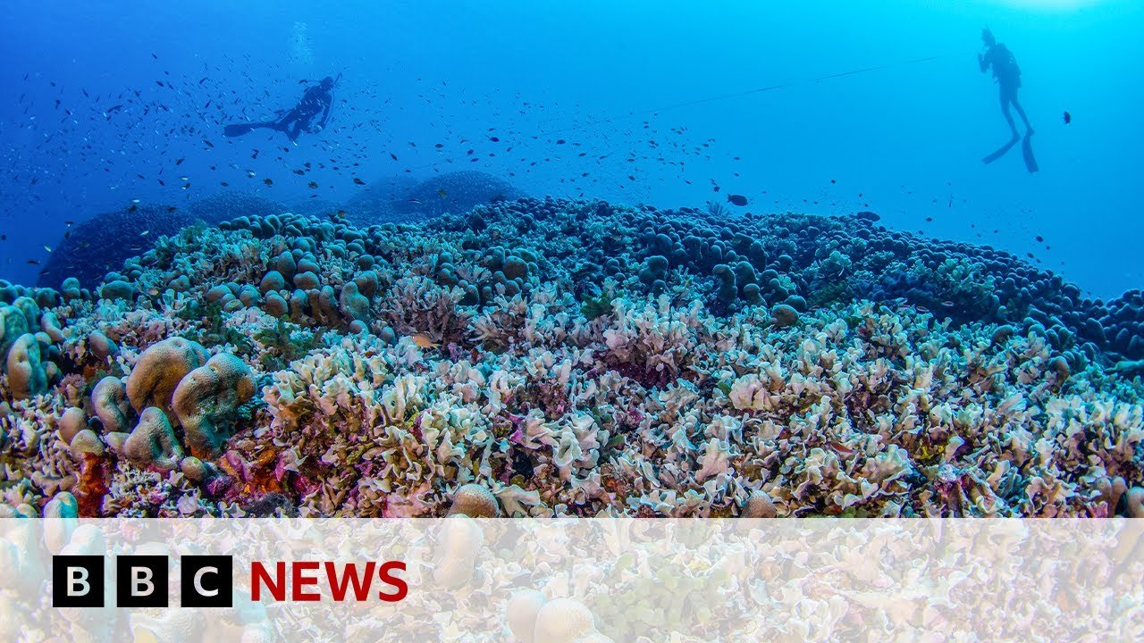 Scientists Discover World’s Largest Coral in the Pacific Ocean