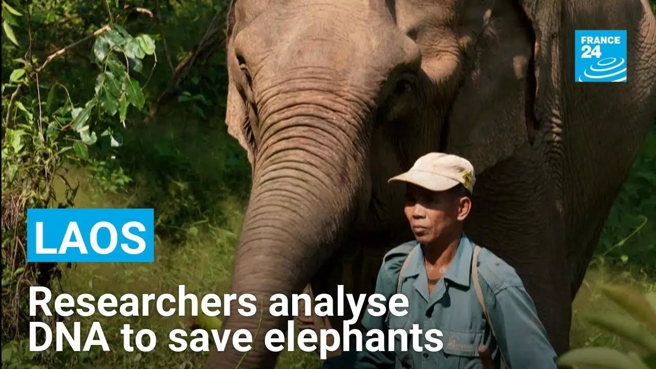 Researchers Use DNA Analysis of Dung to Aid Conservation of Laos’s Last Elephants