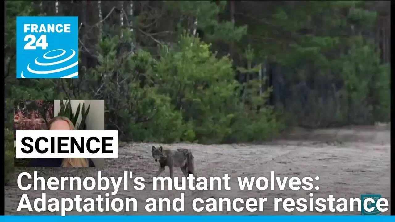 Study Reveals Chernobyl Wolves Exhibit Adaptation and Cancer Resistance