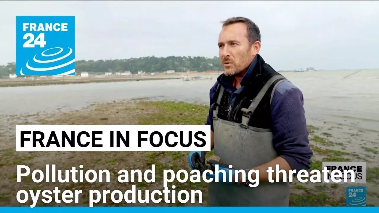 Pollution and Poaching Threaten Oyster Production, Reports FRANCE 24