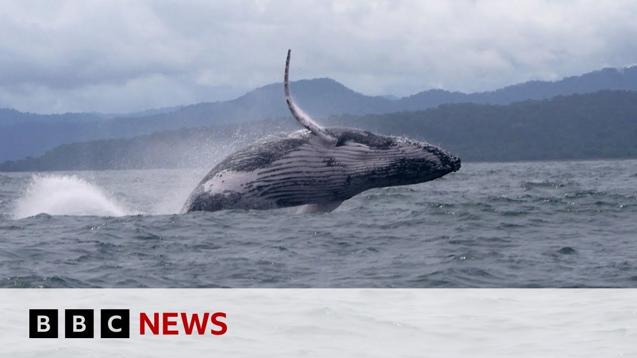 Humpback Whale Completes Astonishing Migration, Surprising Scientists