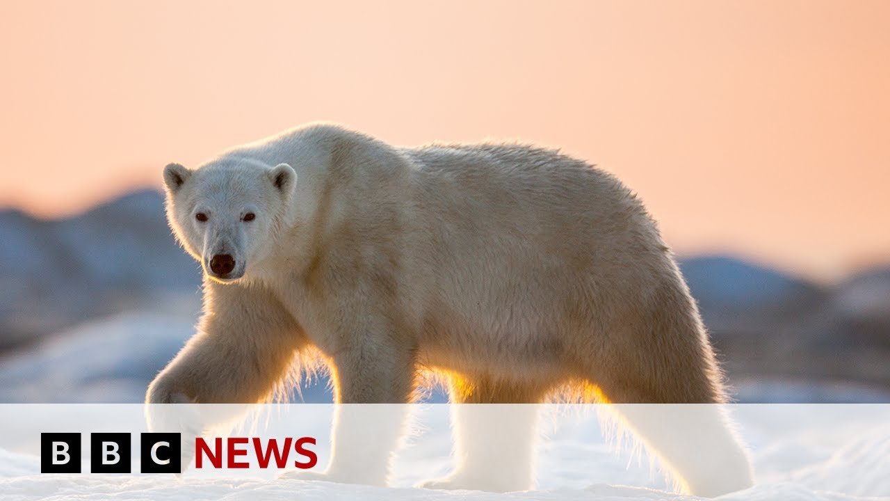 Climate Change Poses Increasing Threat to Polar Bear Populations, BBC Reports