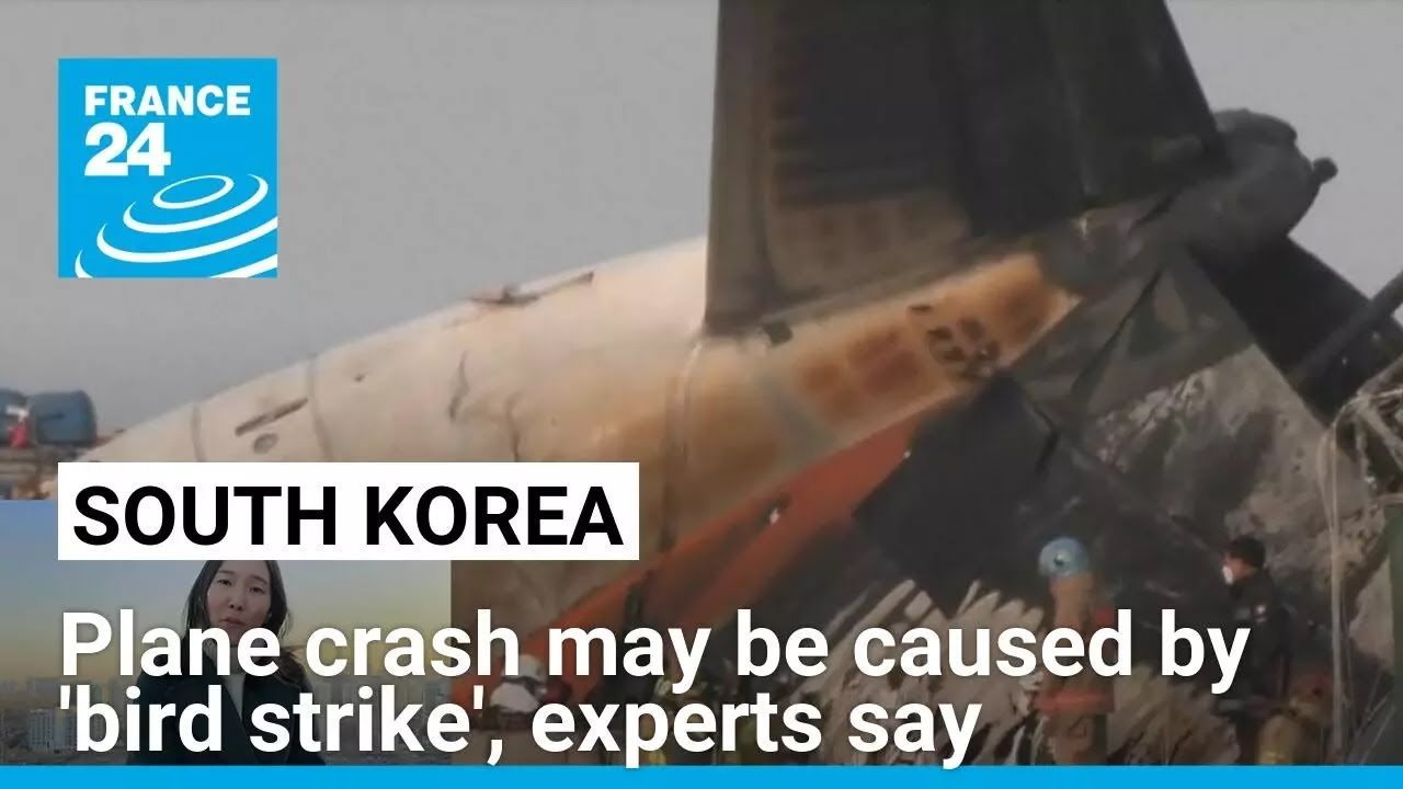 Experts Suggest ‘Bird Strike’ May Have Caused South Korea Plane Crash: FRANCE 24 English Report