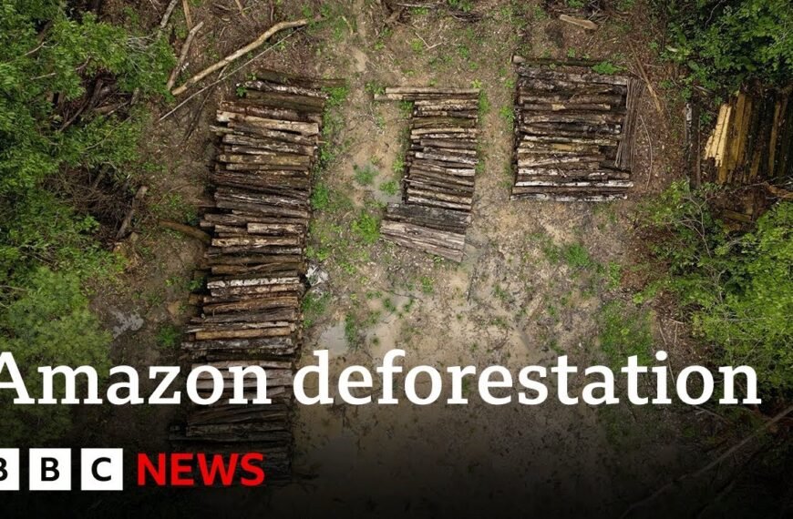 Amazon Forest Cleared for Road Construction Ahead of Climate Summit