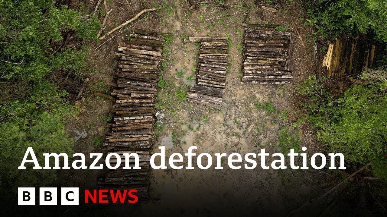 Amazon Forest Cleared for Road Construction Ahead of Climate Summit